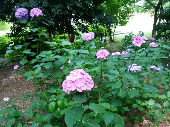 円山随身稲荷大明神の自然