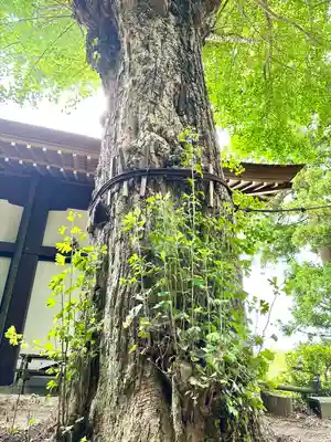高瀧神社(千葉県)