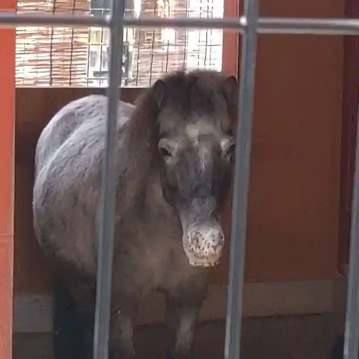神田神社(神田明神)の動物