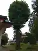 大日八幡宮の{uncategorized: "未分類", other: "その他", undefined: "問題あり", building: "その他建物", grave: "お墓", sacred_gate: "鳥居", guardian: "狛犬", statue: "像", buddha: "仏像", history: "歴史", nature: "自然", garden: "庭園", animal: "動物", pagoda: "塔", temizu: "手水舎", mountain_gate: "山門・神門", sanctuary: "本殿・本堂", subordinate: "末社・摂社", art: "芸術", scenery: "景色", jizo: "地蔵", ema: "絵馬", goshuin: "御朱印", omikuji: "おみくじ", items: "授与品その他", amulet: "お守り", goshuincho: "御朱印帳", eats: "食事", festival: "お祭り", votive_dance: "神楽", shichigosan: "七五三参", wedding: "結婚式", experience: "体験その他", initially: "初詣", around: "周辺", anti_infection: "感染症対策"}