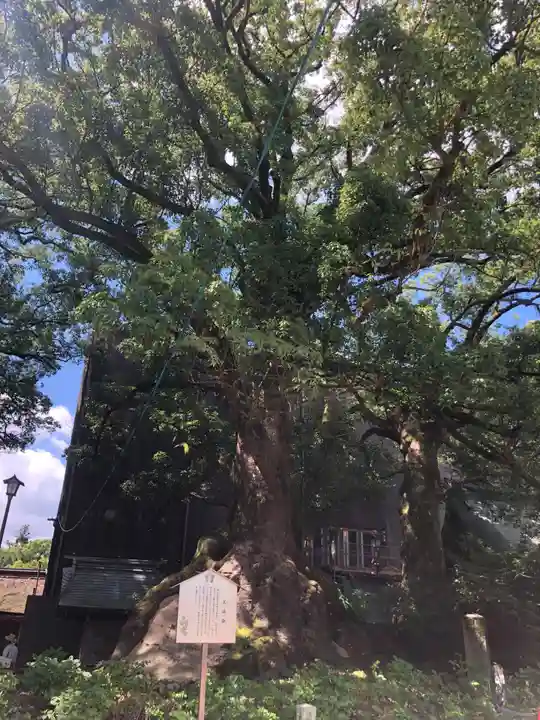 太宰府天満宮の自然