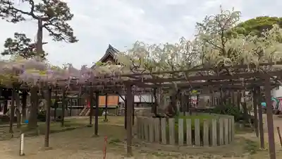 葛井寺(大阪府)