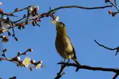 法話と天井絵の寺　観音寺の動物