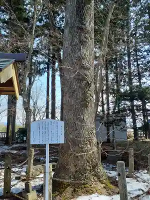 石鳥谷熊野神社の自然