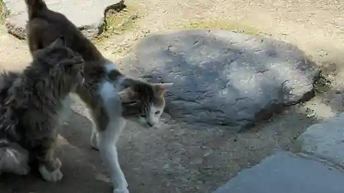 山寺千手院の動物