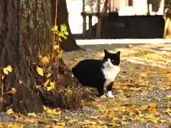 今市報徳二宮神社の動物