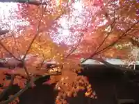長勝寺の自然
