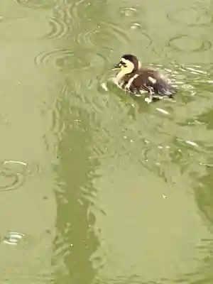 磐井神社(東京都)