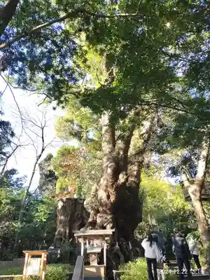 來宮神社(静岡県)