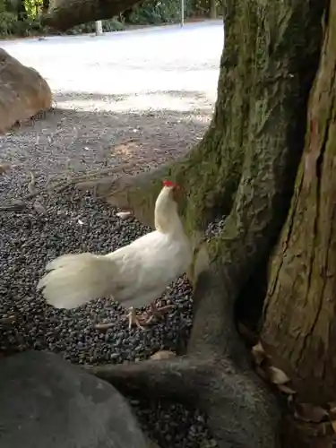 伊勢神宮外宮（豊受大神宮）の動物