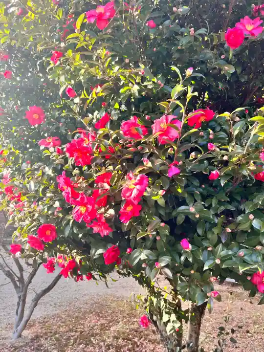 京都乃木神社(京都府)