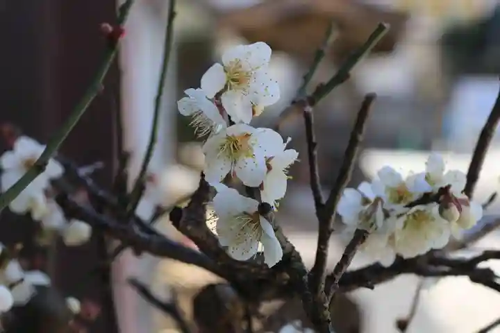 大鏑神社の自然