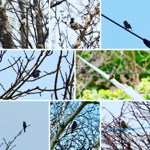 釧路一之宮 厳島神社の動物