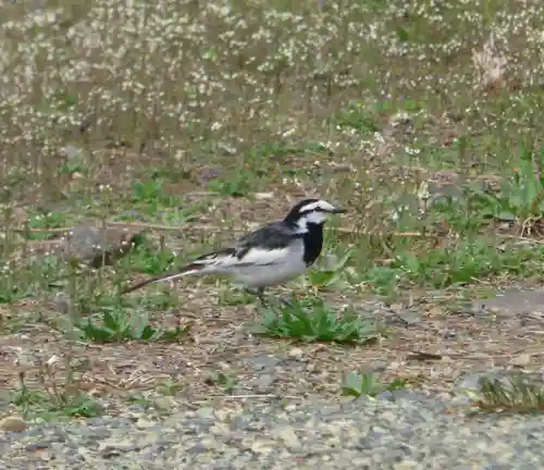 留辺蘂神社の動物