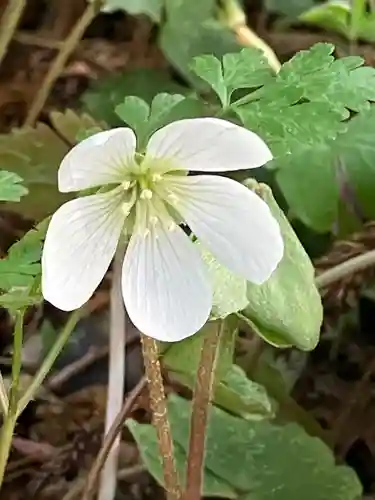 瀧樹神社(滋賀県)