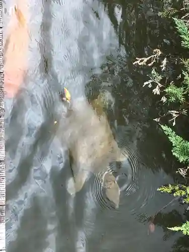 東郷神社の動物