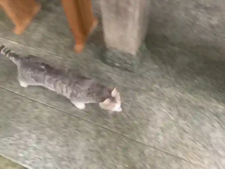 玉野御嶽神社の動物