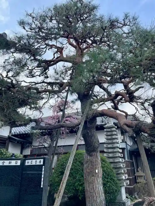 浄念寺の{uncategorized: "未分類", other: "その他", undefined: "問題あり", building: "その他建物", grave: "お墓", sacred_gate: "鳥居", guardian: "狛犬", statue: "像", buddha: "仏像", history: "歴史", nature: "自然", garden: "庭園", animal: "動物", pagoda: "塔", temizu: "手水舎", mountain_gate: "山門・神門", sanctuary: "本殿・本堂", subordinate: "末社・摂社", art: "芸術", scenery: "景色", jizo: "地蔵", ema: "絵馬", goshuin: "御朱印", omikuji: "おみくじ", items: "授与品その他", amulet: "お守り", goshuincho: "御朱印帳", eats: "食事", festival: "お祭り", votive_dance: "神楽", shichigosan: "七五三参", wedding: "結婚式", experience: "体験その他", initially: "初詣", around: "周辺", anti_infection: "感染症対策"}