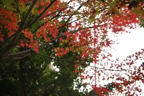 観泉寺の自然