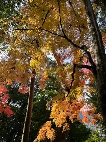 柏原八幡宮の自然