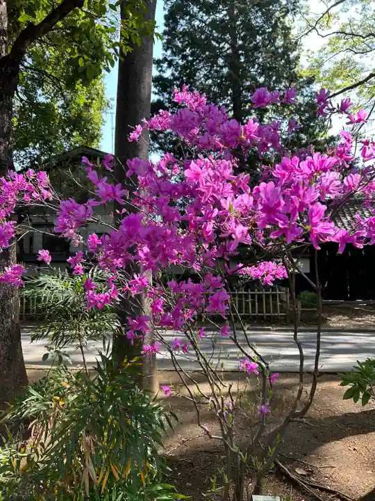 武蔵一宮氷川神社(埼玉県)