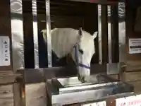 多度大社の動物