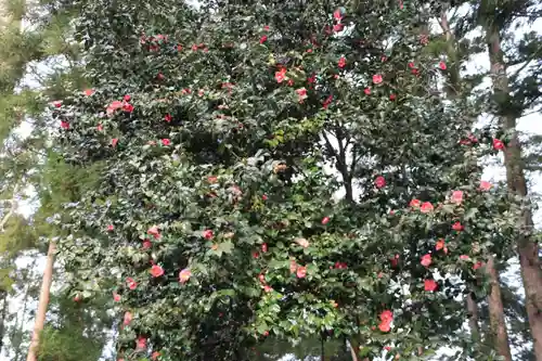 阿久津「田村神社」（郡山市阿久津町）旧社名：伊豆箱根三嶋三社の自然