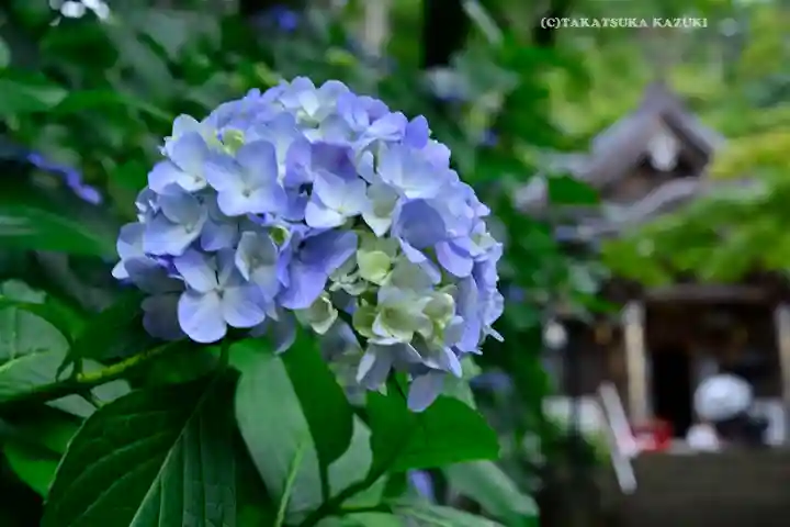 高幡不動尊 金剛寺(東京都)