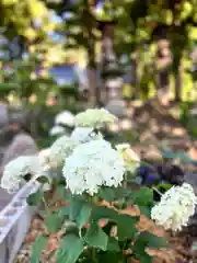 山家神社の自然