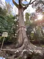 宇治上神社の自然