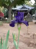 伏木香取神社の自然