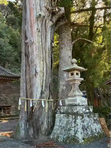 来宮神社(静岡県)