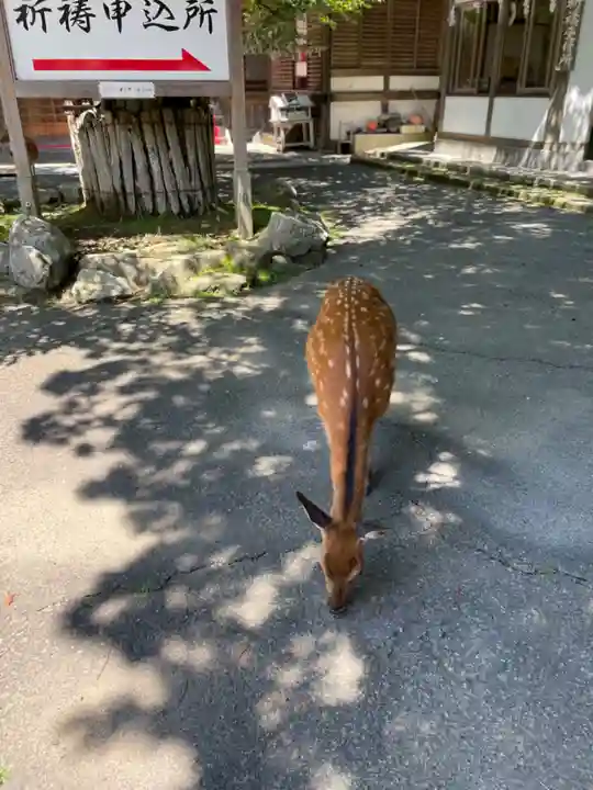 金華山黄金山神社(宮城県)