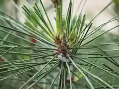 石清水神社の自然