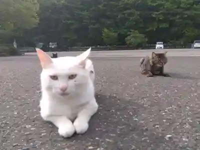 御誕生寺（猫寺）(福井県)