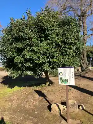 下野薬師寺 (旧 安國寺)(栃木県)