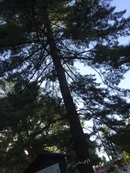 井草八幡宮の自然
