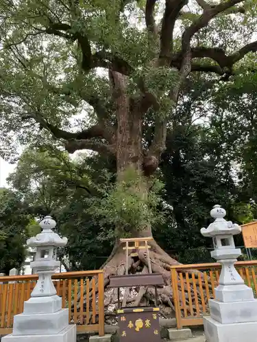 和泉國一之宮　大鳥大社の自然