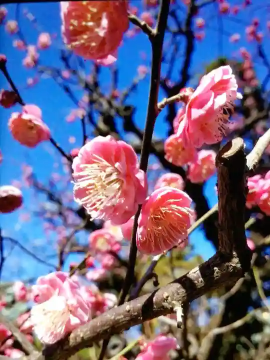 布多天神社(東京都)