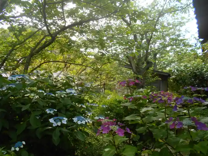 極楽寺(霊鷲山感應院極楽律寺)の自然
