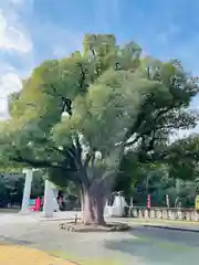 福岡縣護國神社(福岡県)