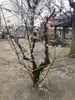 志貴縣主神社の{uncategorized: "未分類", other: "その他", undefined: "問題あり", building: "その他建物", grave: "お墓", sacred_gate: "鳥居", guardian: "狛犬", statue: "像", buddha: "仏像", history: "歴史", nature: "自然", garden: "庭園", animal: "動物", pagoda: "塔", temizu: "手水舎", mountain_gate: "山門・神門", sanctuary: "本殿・本堂", subordinate: "末社・摂社", art: "芸術", scenery: "景色", jizo: "地蔵", ema: "絵馬", goshuin: "御朱印", omikuji: "おみくじ", items: "授与品その他", amulet: "お守り", goshuincho: "御朱印帳", eats: "食事", festival: "お祭り", votive_dance: "神楽", shichigosan: "七五三参", wedding: "結婚式", experience: "体験その他", initially: "初詣", around: "周辺", anti_infection: "感染症対策"}