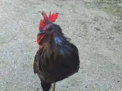 玉祖神社(山口県)