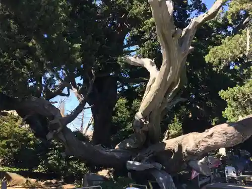 大瀬神社の自然