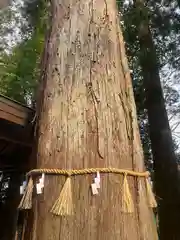 椿大神社(三重県)