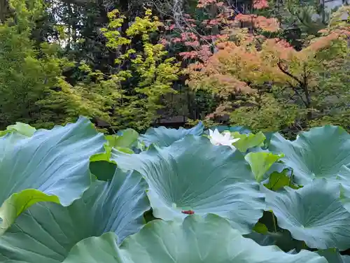 法金剛院(京都府)