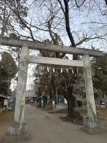 大井氷川神社の鳥居