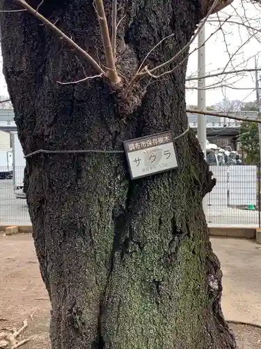 深大寺稲荷神社の自然