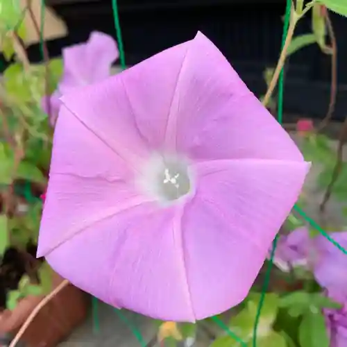 豊景神社の自然