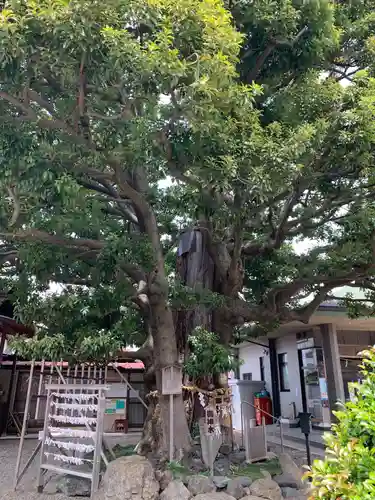 嶺白山神社の自然